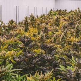 Opiniones divididas por propuesta de crear empresa estatal de Cannabis en Cali