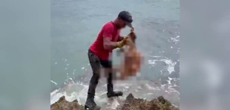 Perros serían usados como carnada para atraer tiburones en San Andrés