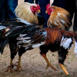 Proyecto de ley que busca prohibir las peleas de gallos fue radicado en el congreso