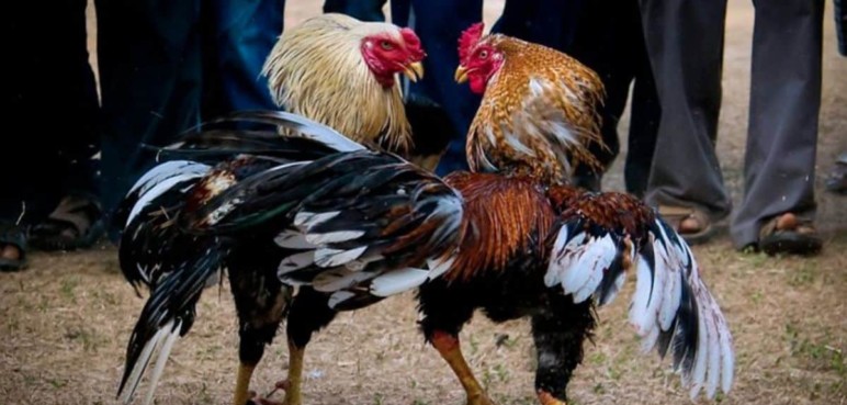 Tras presencia de virus aviar en Colombia, piden suspender peleas de gallos
