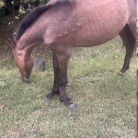 ¡Que buen gesto! Jhonny Rivera adoptó caballo con una pierna quebrada
