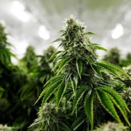 "Tenemos que hacer del cannabis un negocio para el país": Gobernadora