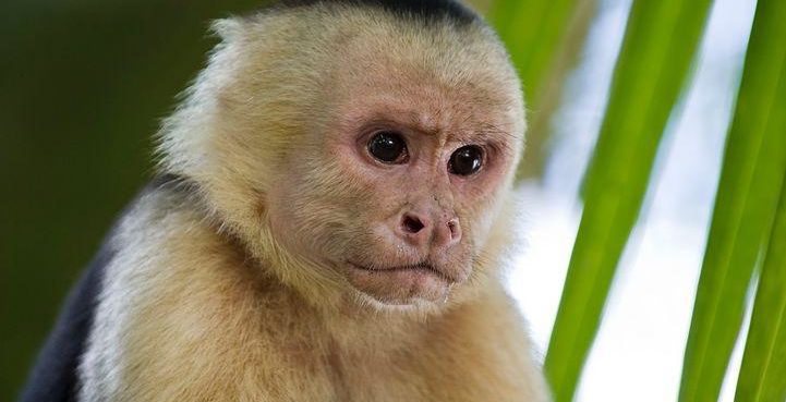 Un mono es el principal sospechoso de llamar a una línea de emergencia