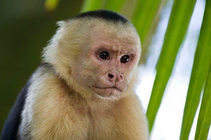 Un mono es el principal sospechoso de llamar a una línea de emergencia