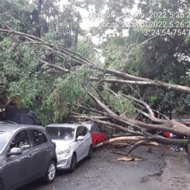 Caída de gigantesco árbol causó graves daños a diez vehículos en El Guabal