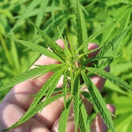 “No es un tema político, es el futuro del país”: continúa debate del cannabis