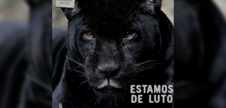 consternacion-en-zoologico-de-cali-murio-amelie-el-jaguar-de-17-anos-08-09-2022