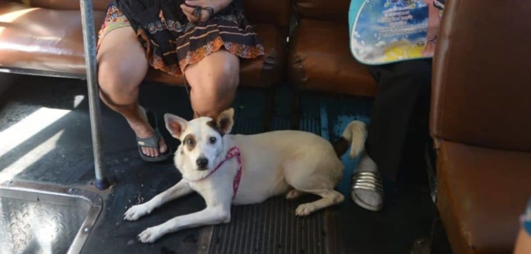 Iniciativa busca que las mascotas viajen junto a sus dueños en los buses