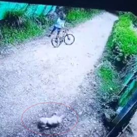 Tras ser golpeado por ciclista, perro muere de forma instantánea en Dagua