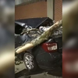 Video: árbol cayó sobre un automóvil y provocó gran daño  en su carrocería