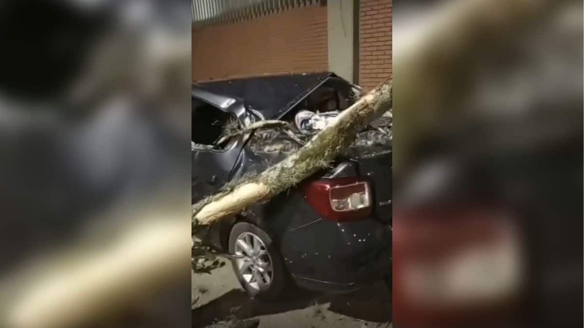 Video: árbol cayó sobre un automóvil y provocó gran daño  en su carrocería