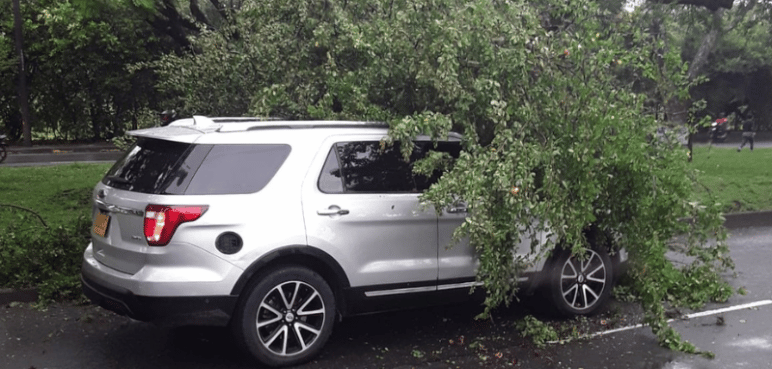 Reportan la caída de un árbol sobre una camioneta en el barrio La Flora