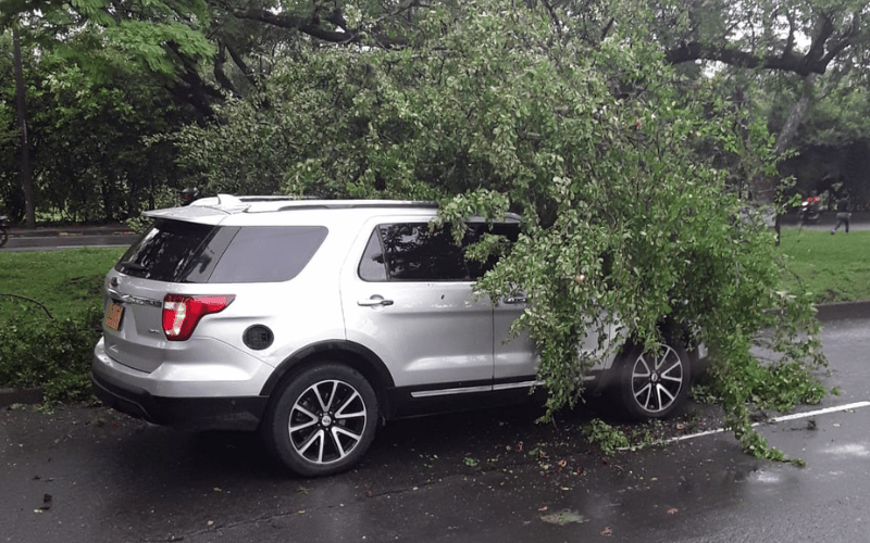 Reportan la caída de un árbol sobre una camioneta en el barrio La Flora