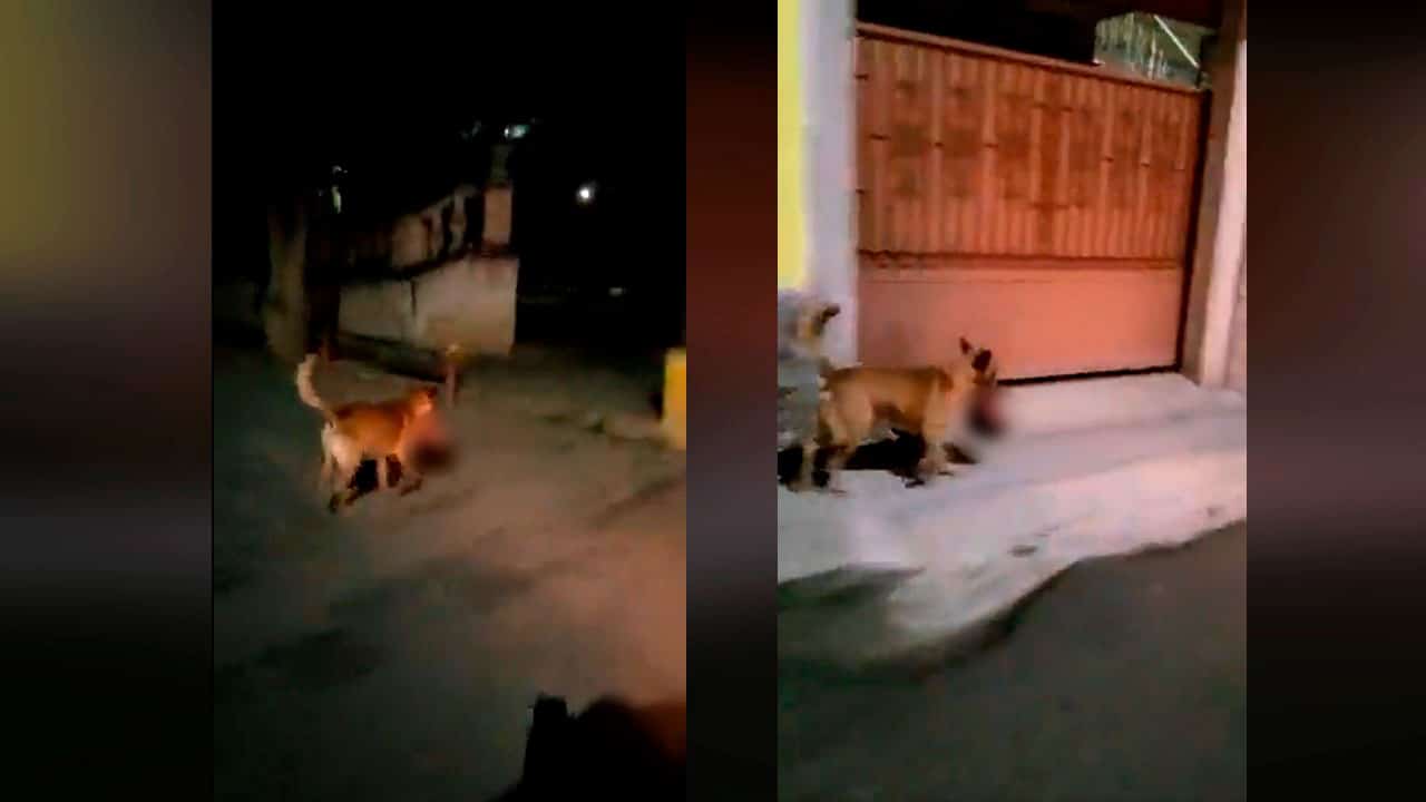 Video: Perro camina por plena vía pública con una cabeza humana en su hocico