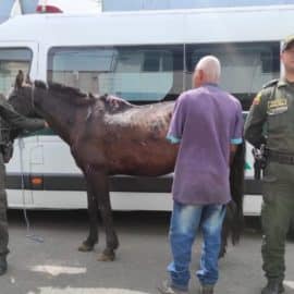 Capturan a hombre por cruel maltrato a un caballo en Guacarí, Valle