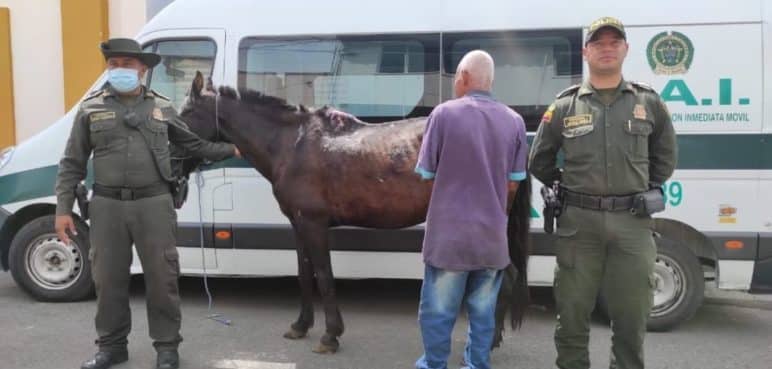 Capturan a hombre por cruel maltrato a un caballo en Guacarí, Valle