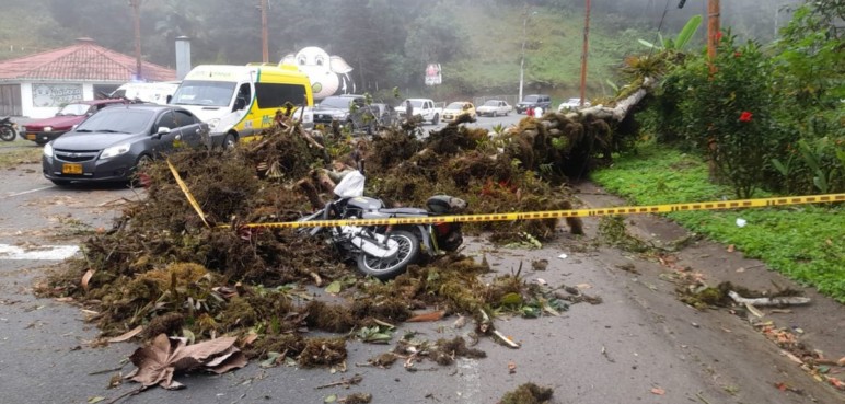 Mujer murió tras caída de árbol provocada por fuertes vientos en Cali