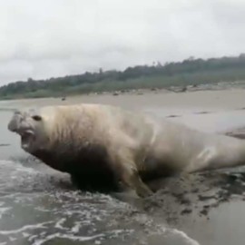 Video: Un elefante marino apareció en  playa del pacífico colombiano