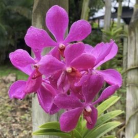 Cali Orquídeas 2022: La belleza y colorido de las flores se toma la ciudad