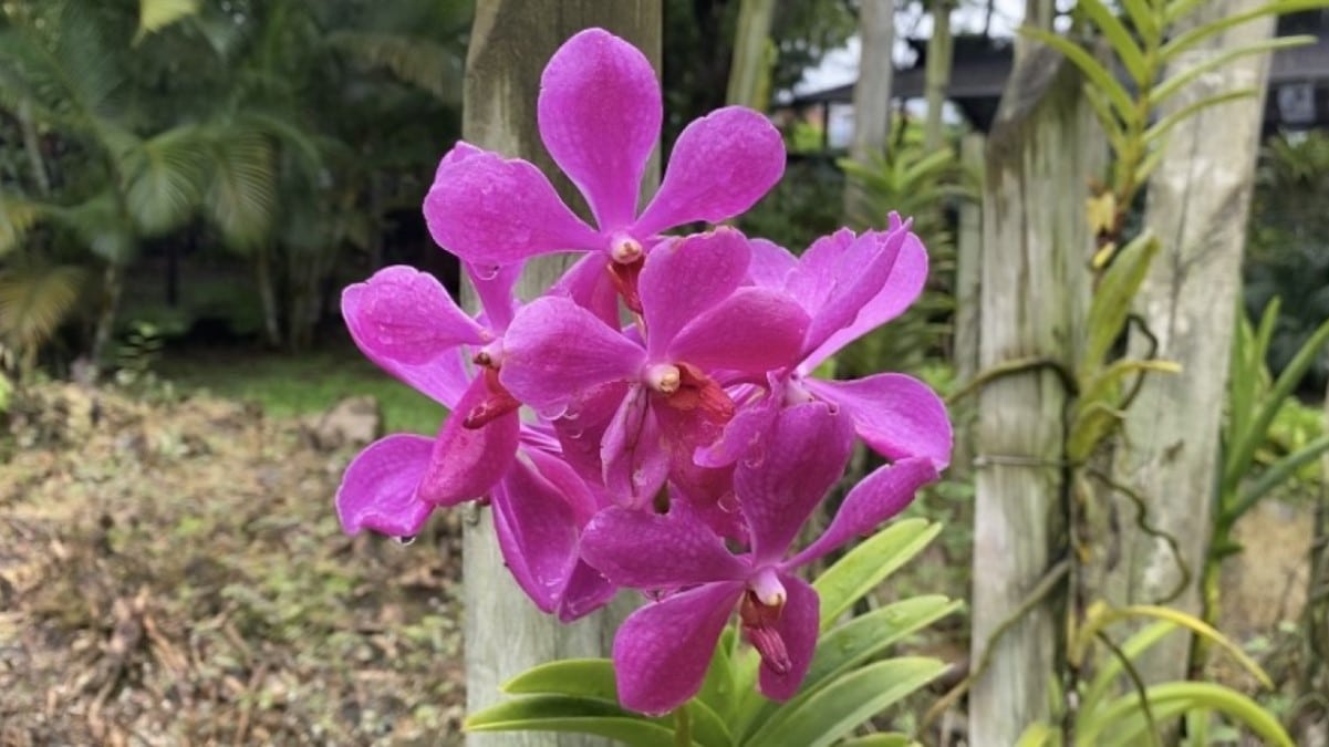 Cali Orquídeas 2022: La belleza y colorido de las flores se toma la ciudad
