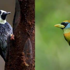 Colombia Birdfair: La iniciativa con la que se busca crear interés en las aves