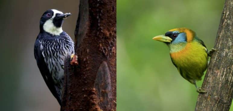 Colombia Birdfair: La iniciativa con la que se busca crear interés en las aves