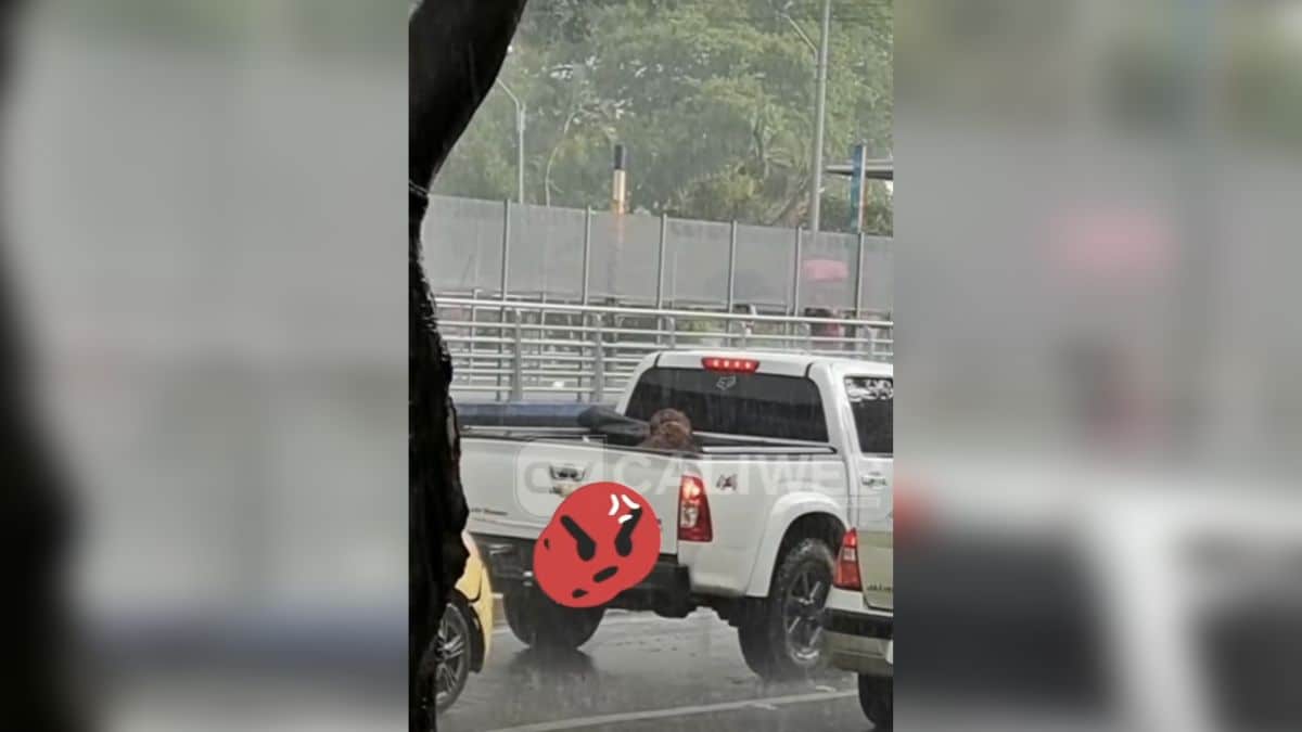 ¡Indignante! En medio de torrencial aguacero transportaban a un perro en el platón de una camioneta