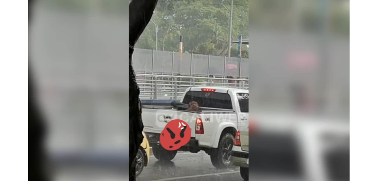 ¡Indignante! En medio de torrencial aguacero transportaban a un perro en el platón de una camioneta