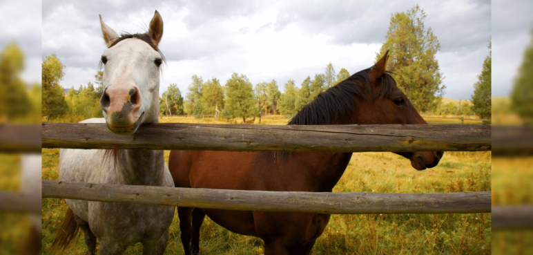 Indignante: Más de 100 cabezas de caballos fueron encontradas en Popayán