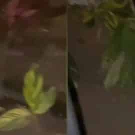 Video: Habitantes del sur de Cali denuncian presencia de ratas en los corredores viales