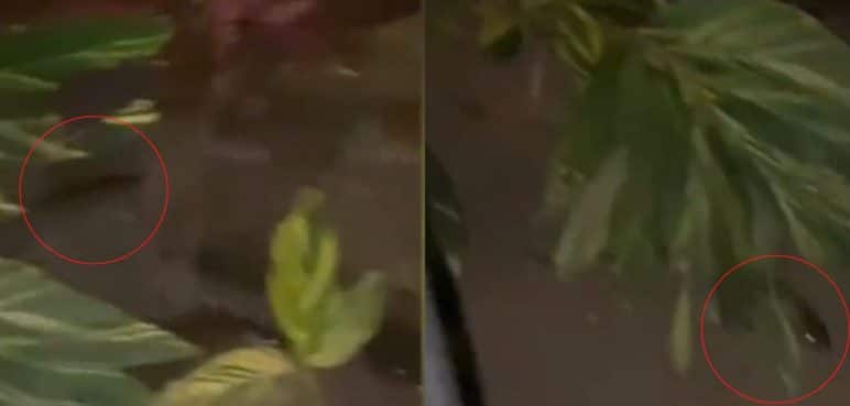 Video: Habitantes del sur de Cali denuncian presencia de ratas en los corredores viales