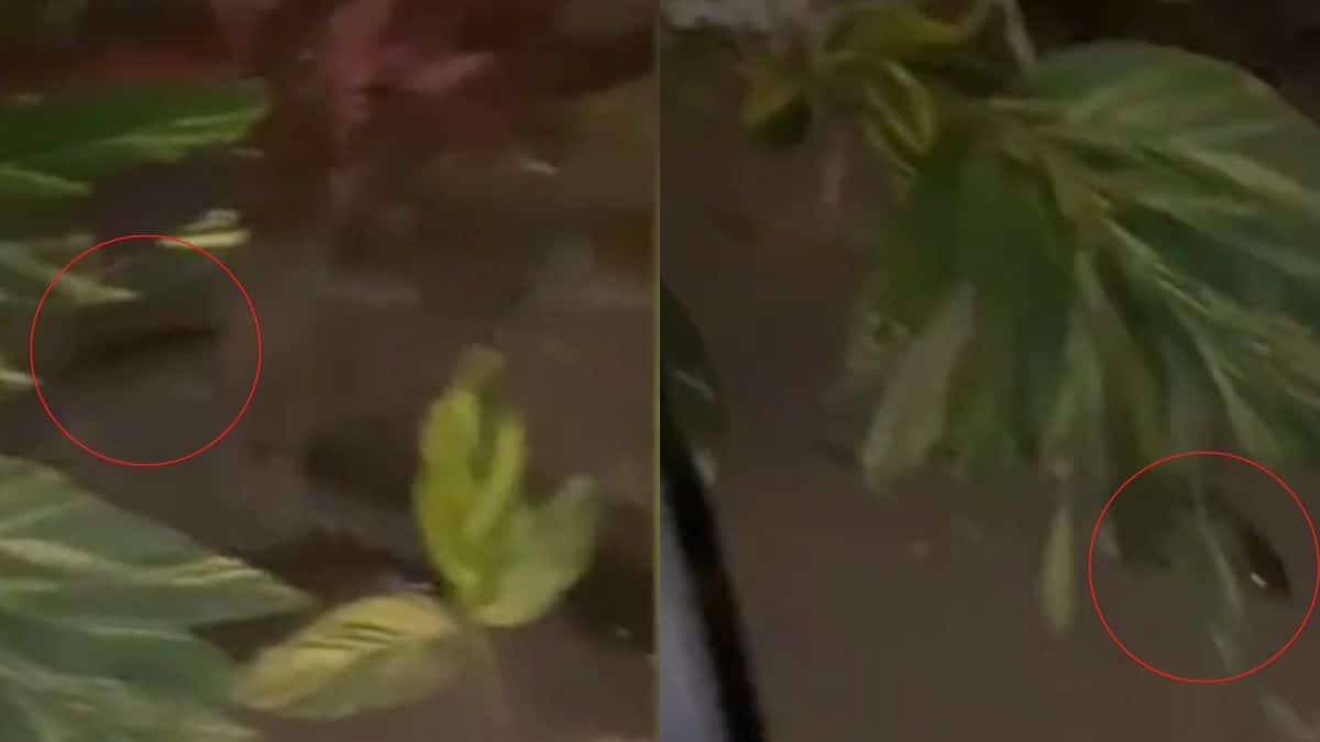 Video: Habitantes del sur de Cali denuncian presencia de ratas en los corredores viales