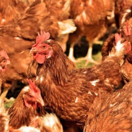Ecuador reportó que más 300.000 aves se habrían contagiado con gripe aviar