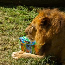 Llegó la Navidad al Zoológico de Cali: Animales recibieron sus regalos