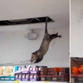 Vídeo: Zarigüeya cae desde el techo de un D1 y asustó a los compradores