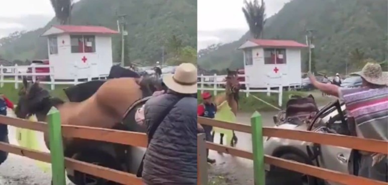 Caballo asustado golpeó con sus patas a un vehículo en el Valle de Cocora