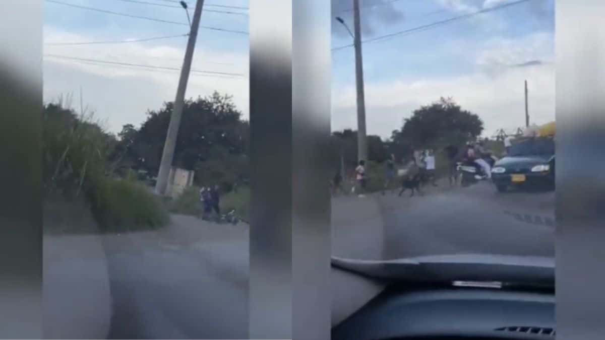Vídeo: Zarigüeya cae desde el techo de un D1 y asustó a los compradores