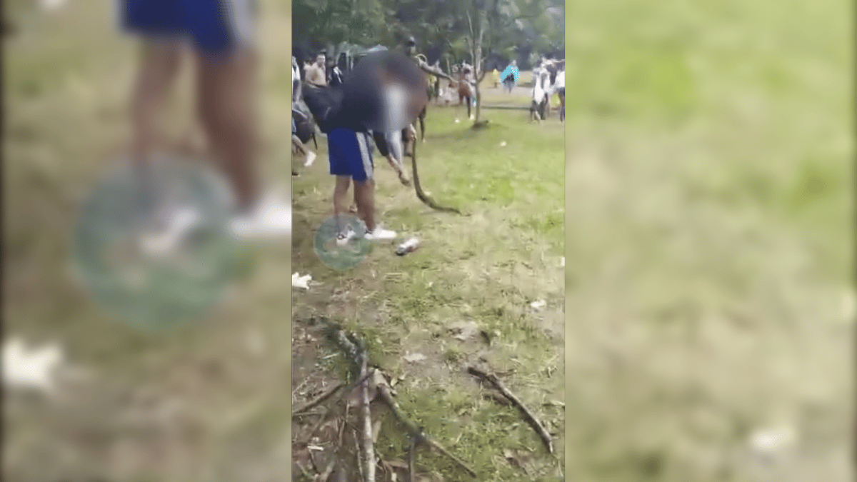 Hombre es atendido tras ser mordido por una serpiente en Pance