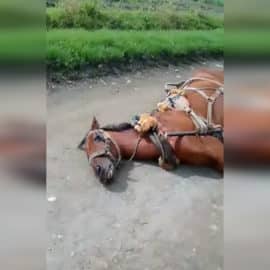 Indignante: Un caballo fue asesinado a tiros en Palmira