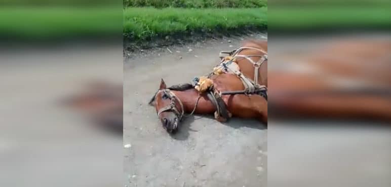 Indignante: Un caballo fue asesinado a tiros en Palmira