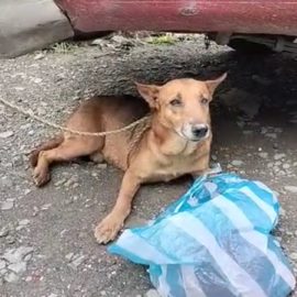 Mascotas víctimas del derrumbe en Rosas, buscan hogar