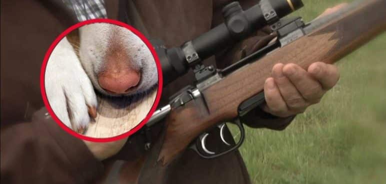 Un perro mató a su dueño de un disparo con un rifle de caza