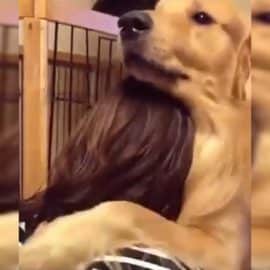 Video: Conmovedora reacción de un perrito tras ser adoptado