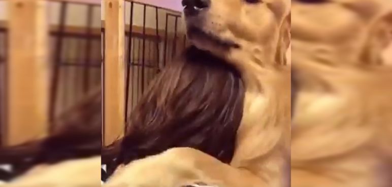 Video: Conmovedora reacción de un perrito tras ser adoptado