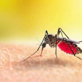 Podrían aumentar los casos de Dengue en el Valle por cambios de clima