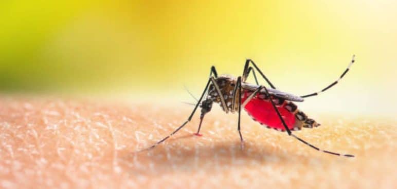 Podrían aumentar los casos de Dengue en el Valle por cambios de clima