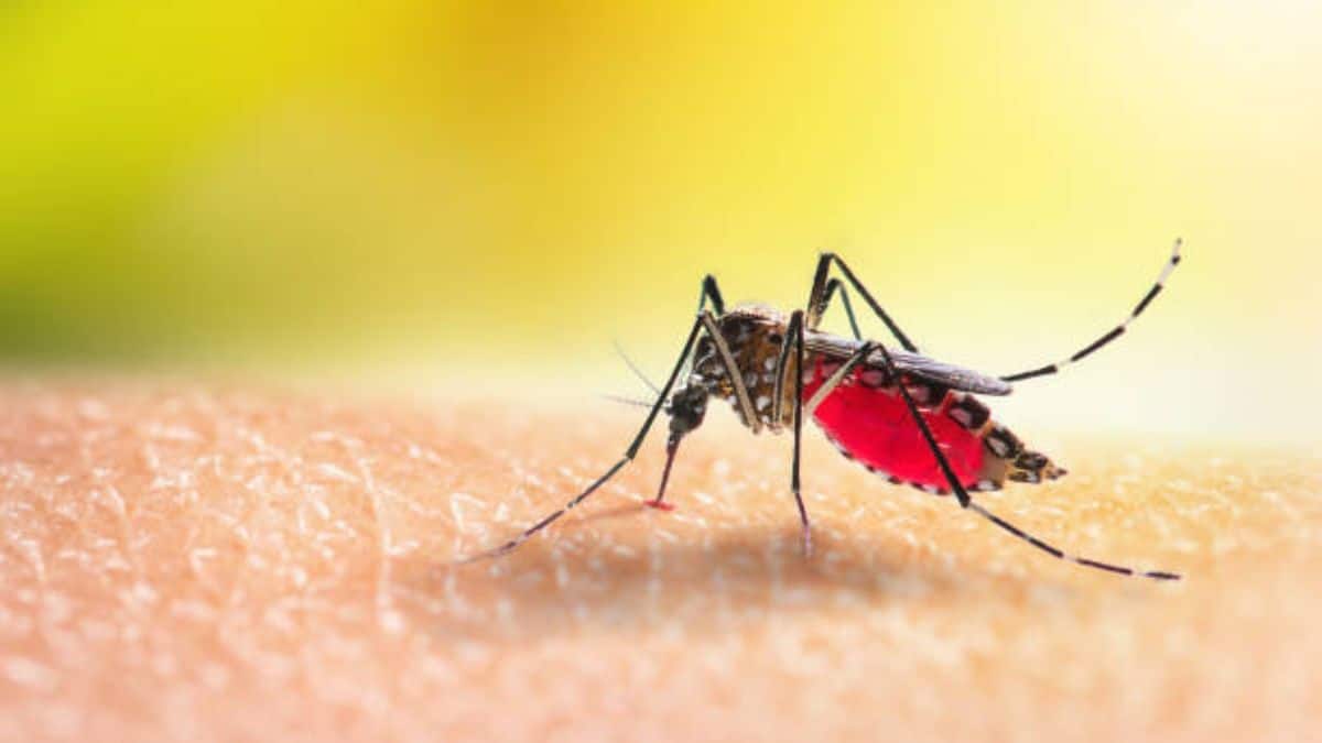 ¡Tome nota! Estas son las recomendaciones para prevenir el dengue