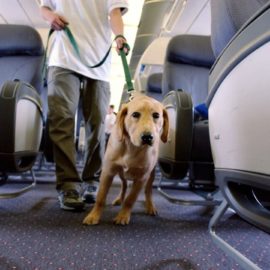 Estas son las nuevas medidas que presentó Avianca para viajar con mascotas