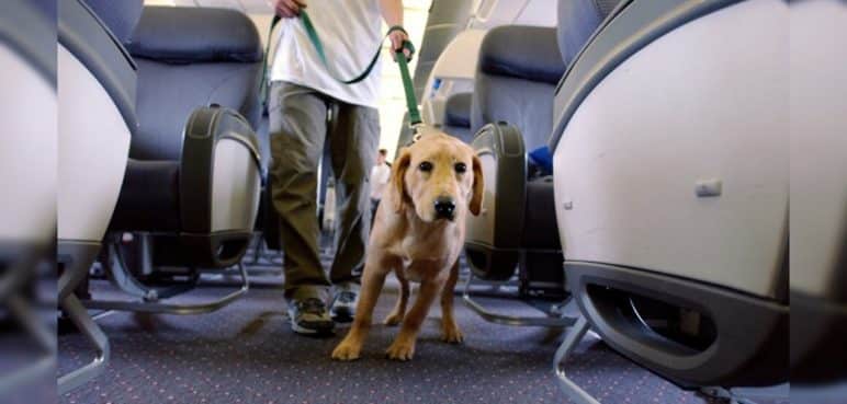 Estas son las nuevas medidas que presentó Avianca para viajar con mascotas