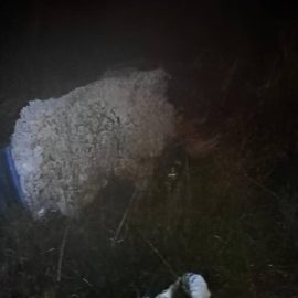 ¡Insólito! Un hombre disfrazado de oveja intentó fugarse de la cárcel